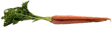 FoodForFreddie! <img200*0:stuff/CarrotsNstem.png>