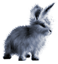 <img:stuff/EasterBulletBunBlueSilverRev.png>
