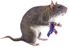 <Limg100*0:stuff/MouseW-chewedsocks200_rev.png>